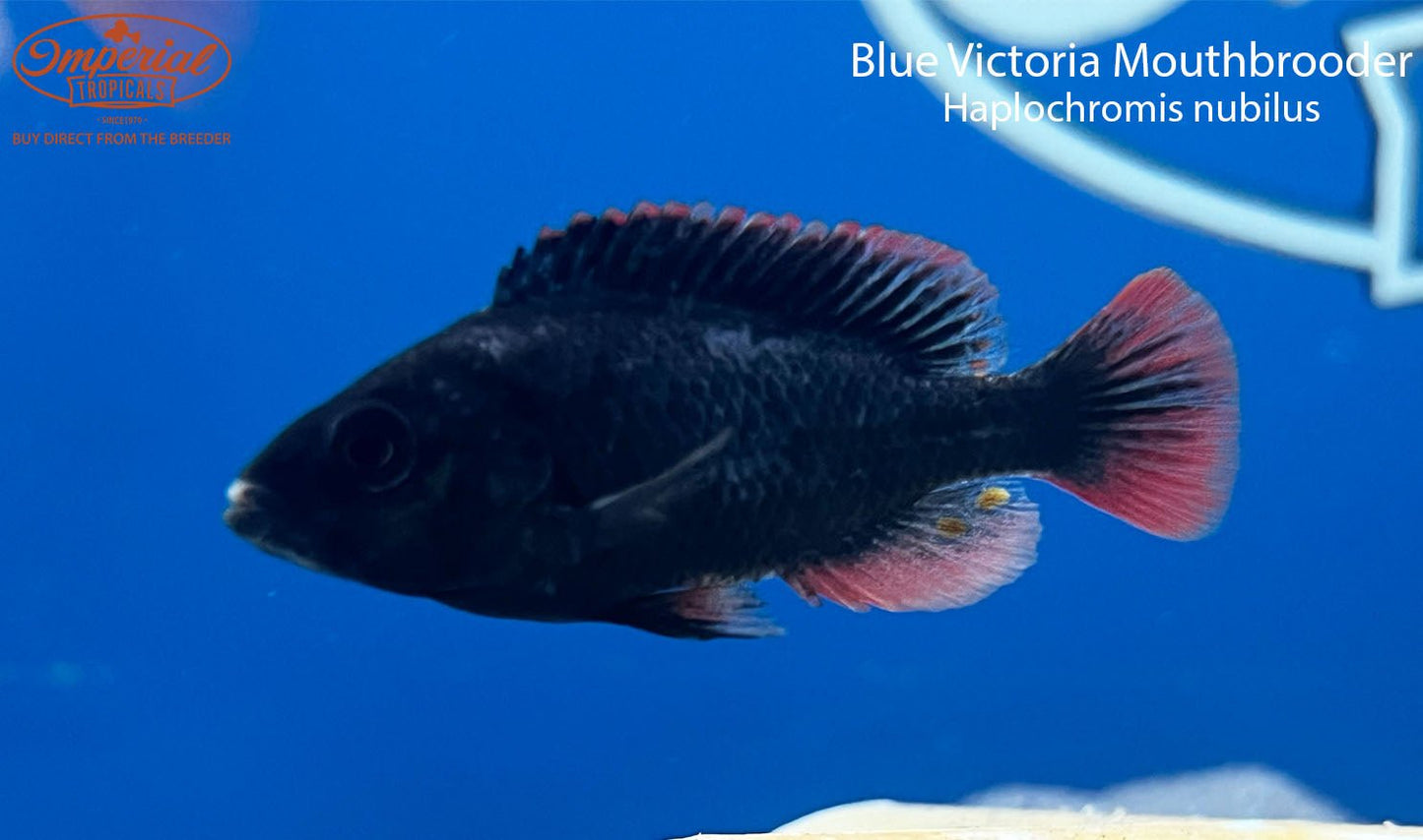 Blue Victoria Mouthbrooder