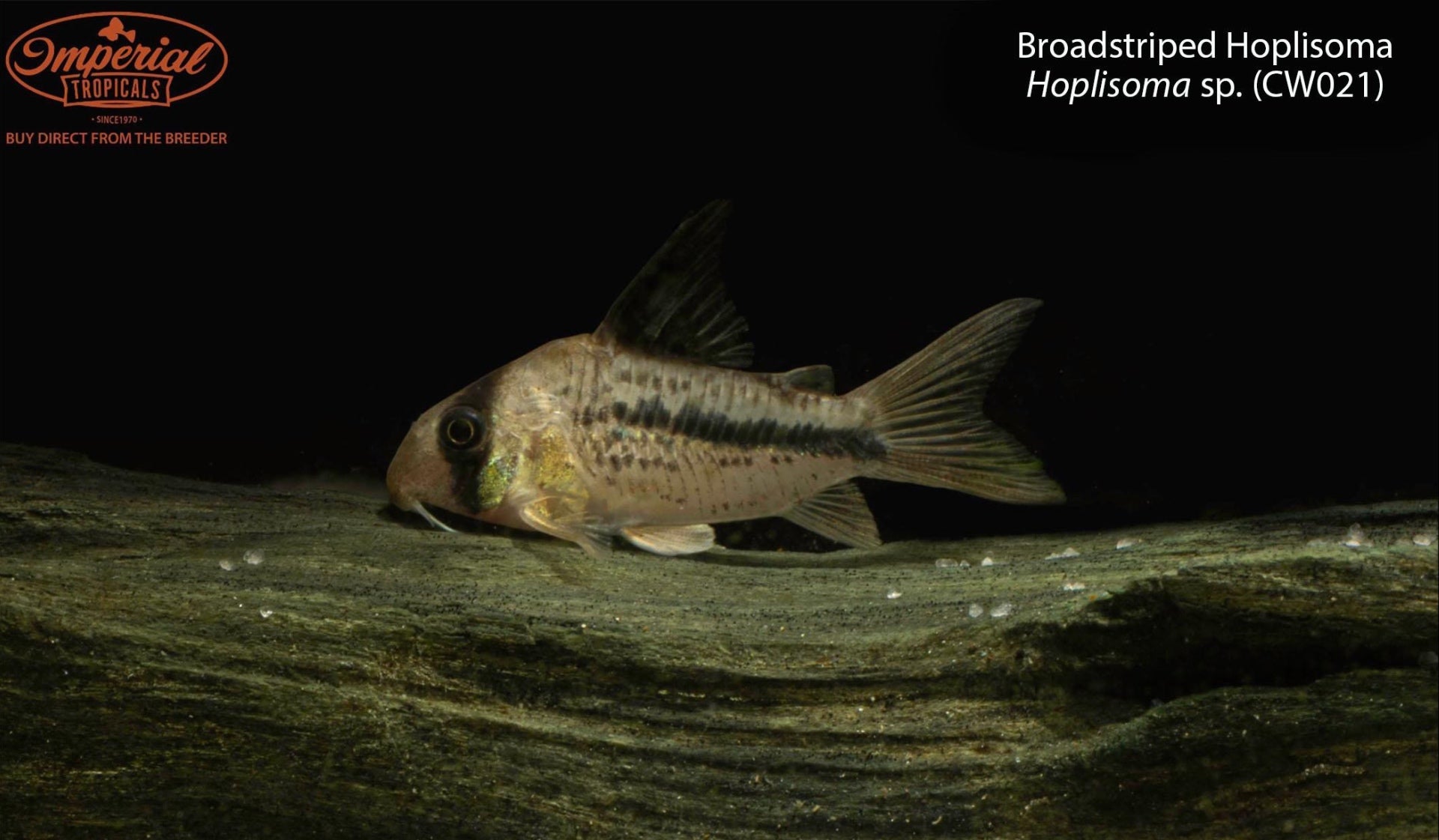 Broadstriped Hoplisoma - (6 Pack) 1-2" Unsexed Rio Vichada