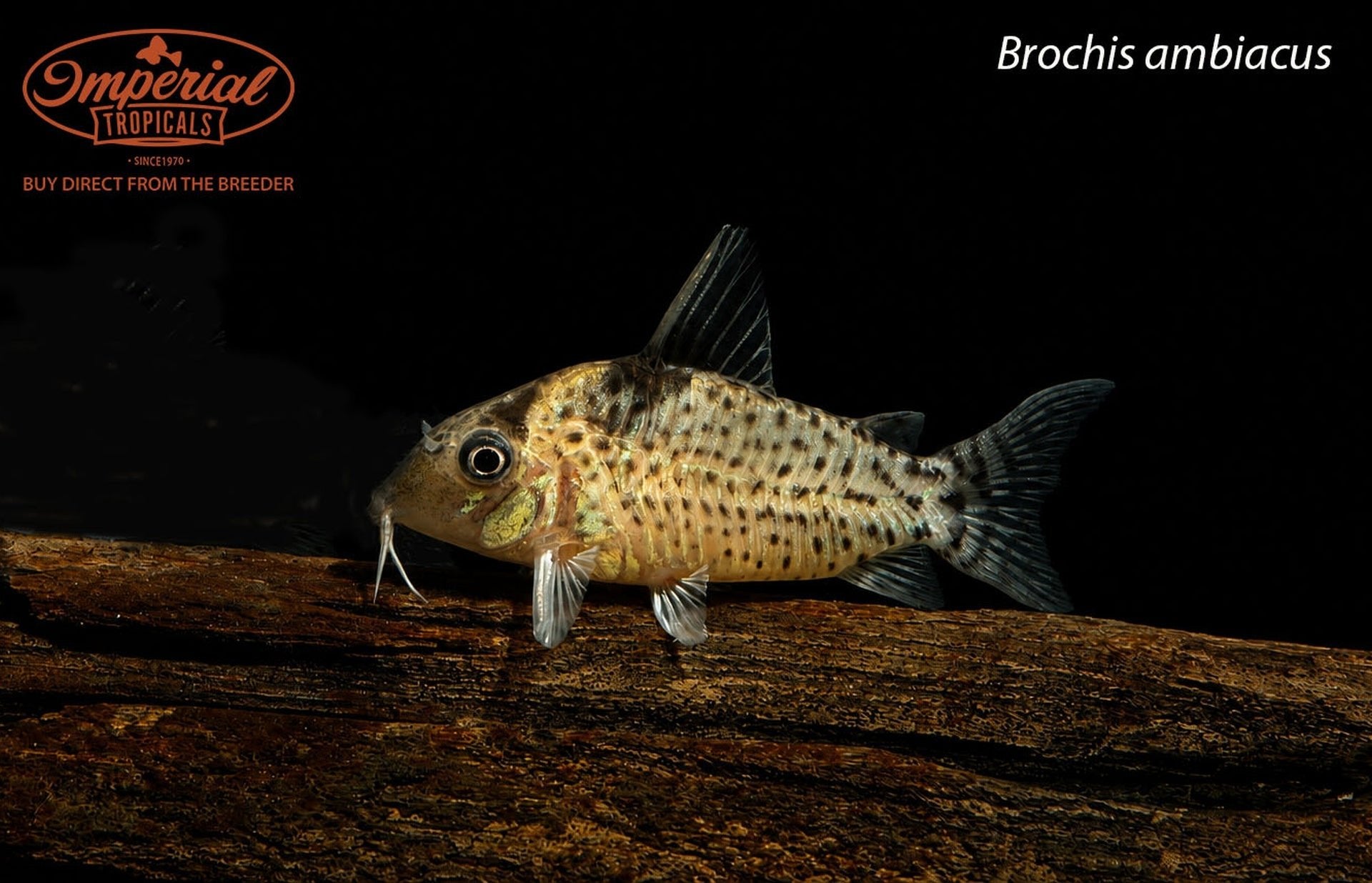 Brochis ambiacus " Unsexed