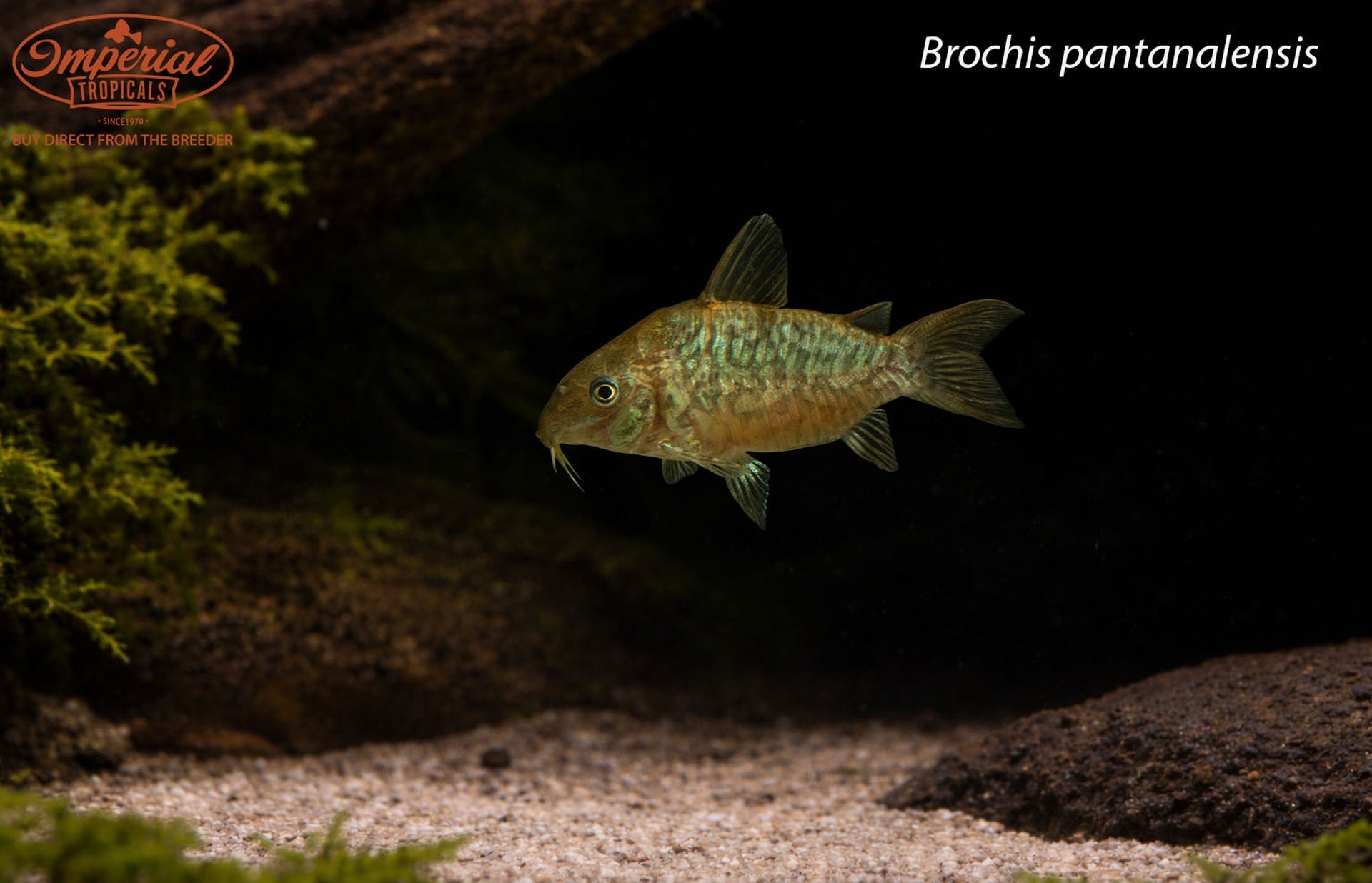 Brochis pantanalensis