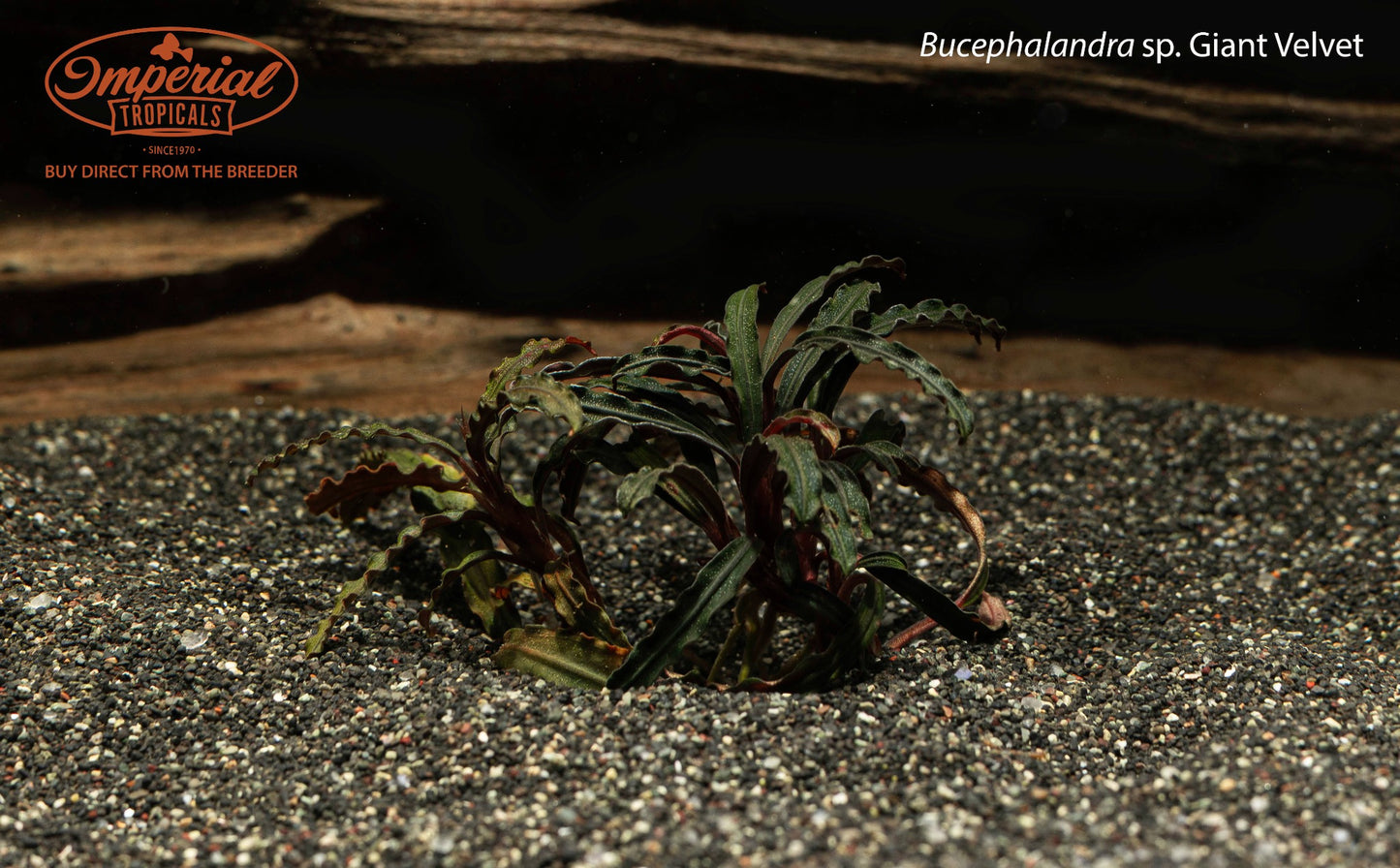 Bucephalandra sp. Giant Velvet