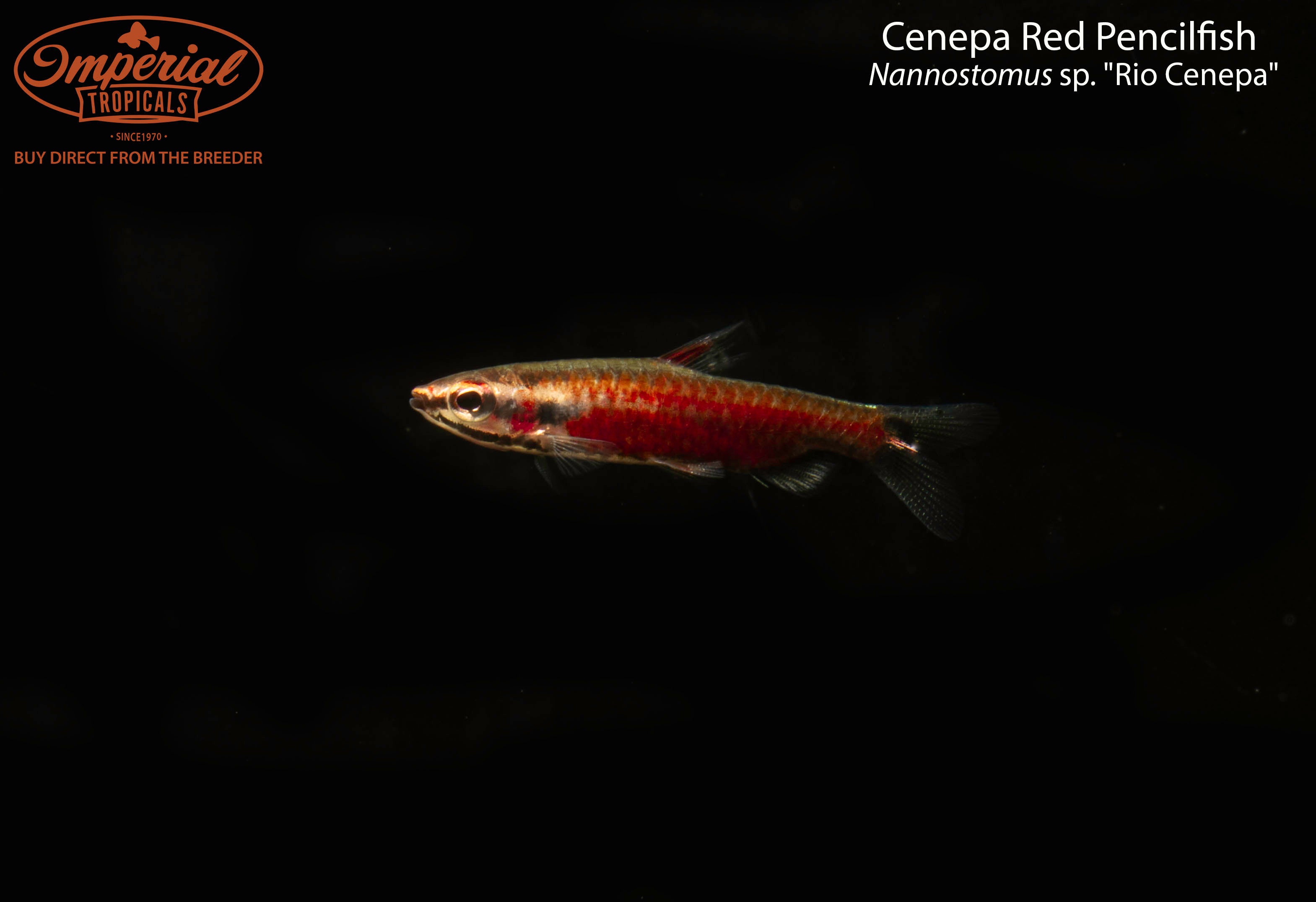 Cenepa Red Pencilfish - 0.5-1" Unsexed