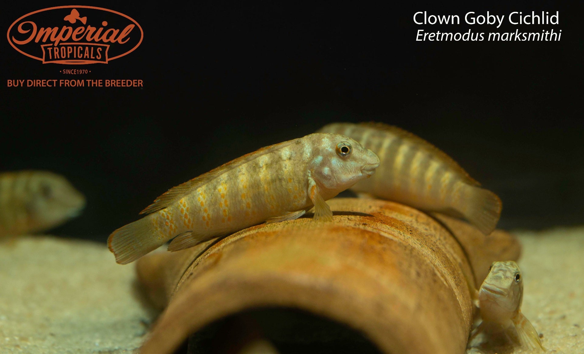Clown Goby Cichlid