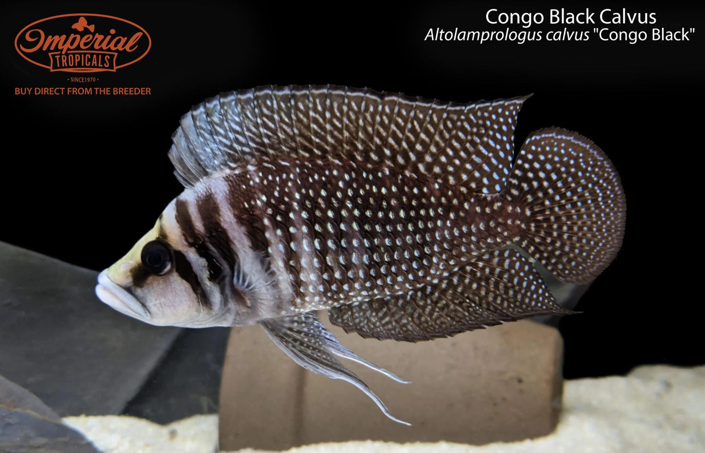 Congo Black Calvus