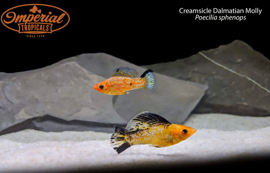 BOGO Creamsicle Dalmatian Molly