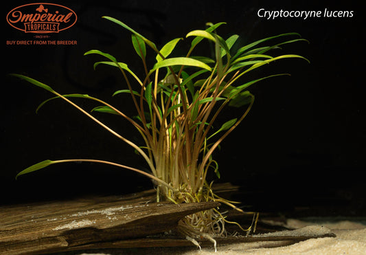 Cryptocoryne lucens
