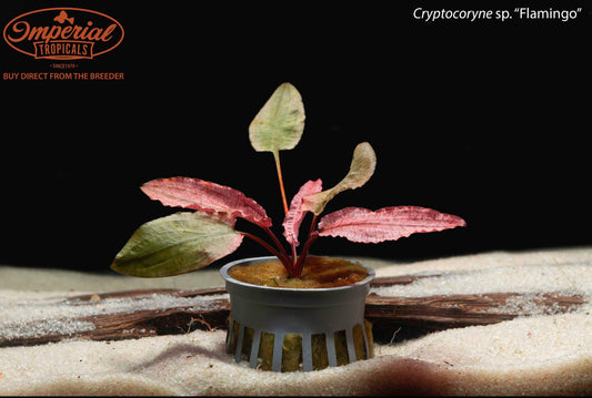 Cryptocoryne sp. "Flamingo"