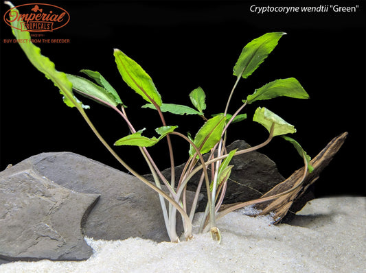 Cryptocoryne wendtii "Green"