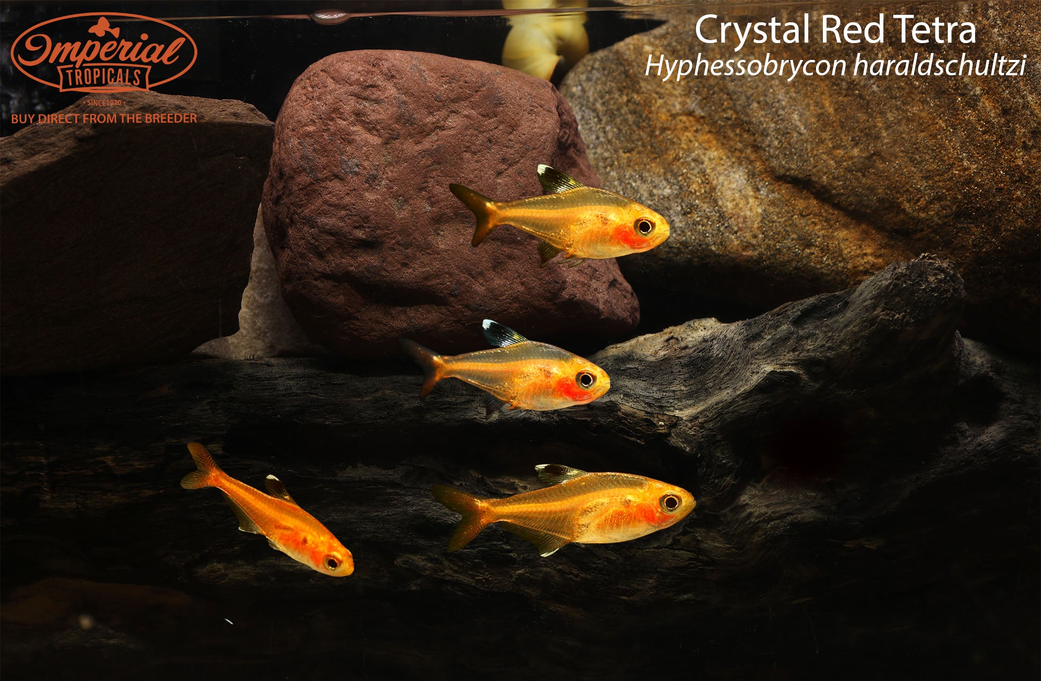 Crystal Red Tetra - 0.5-1" Unsexed