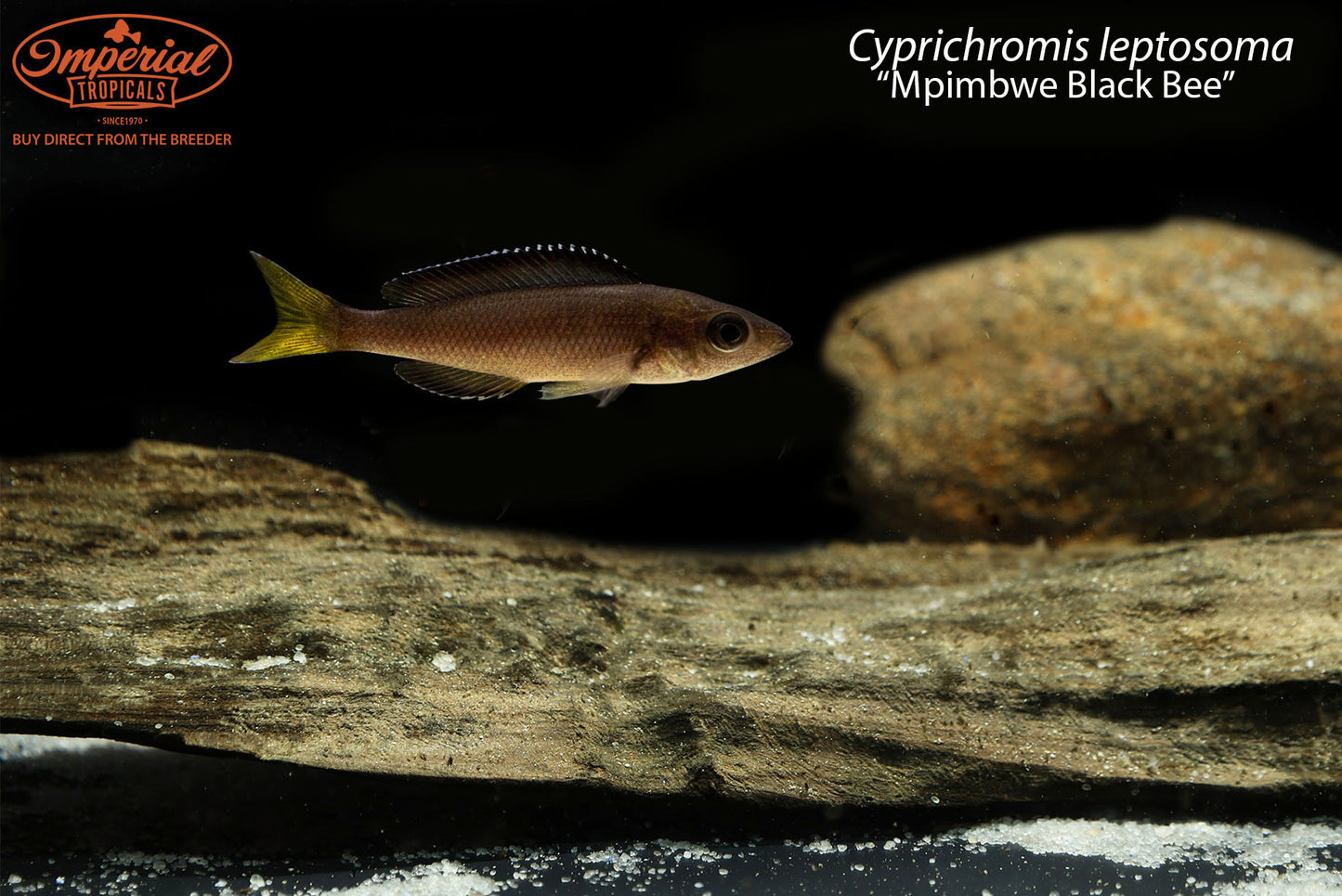 Cyprichromis leptosoma “Mpimbwe Black Bee”