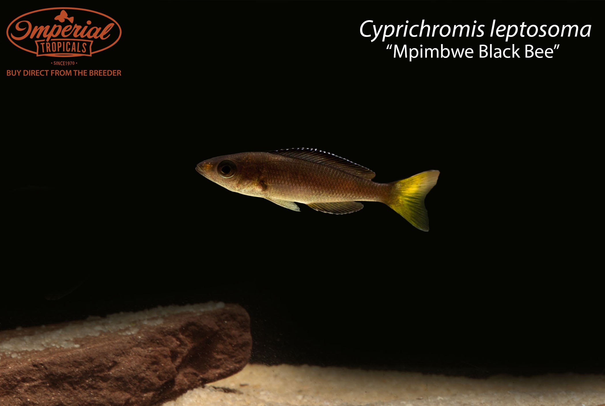 Cyprichromis leptosoma “Mpimbwe Black Bee”