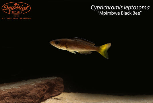 Cyprichromis leptosoma “Mpimbwe Black Bee”