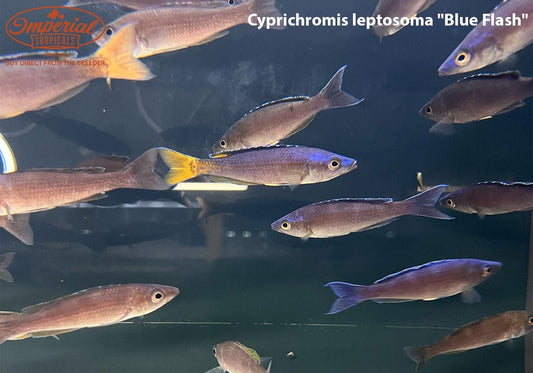 Cyprichromis leptosoma "Blue Flash"