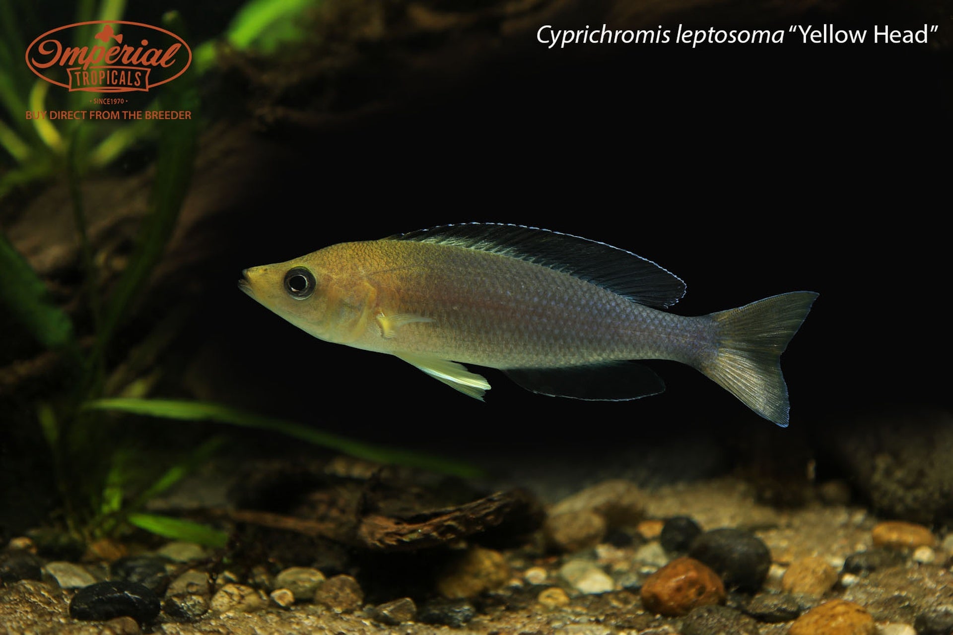 Cyprichromis leptosoma “Yellow Head" "