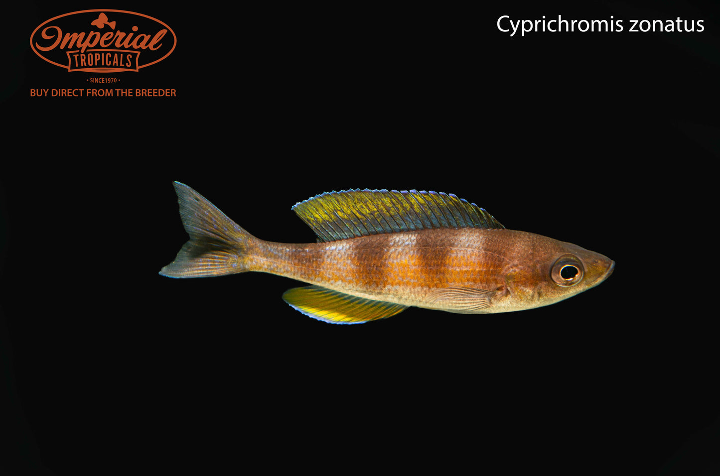 Cyprichromis zonatus