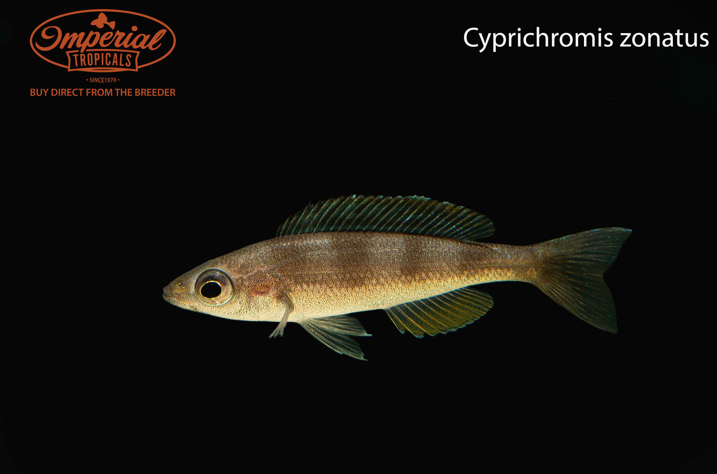 Cyprichromis zonatus