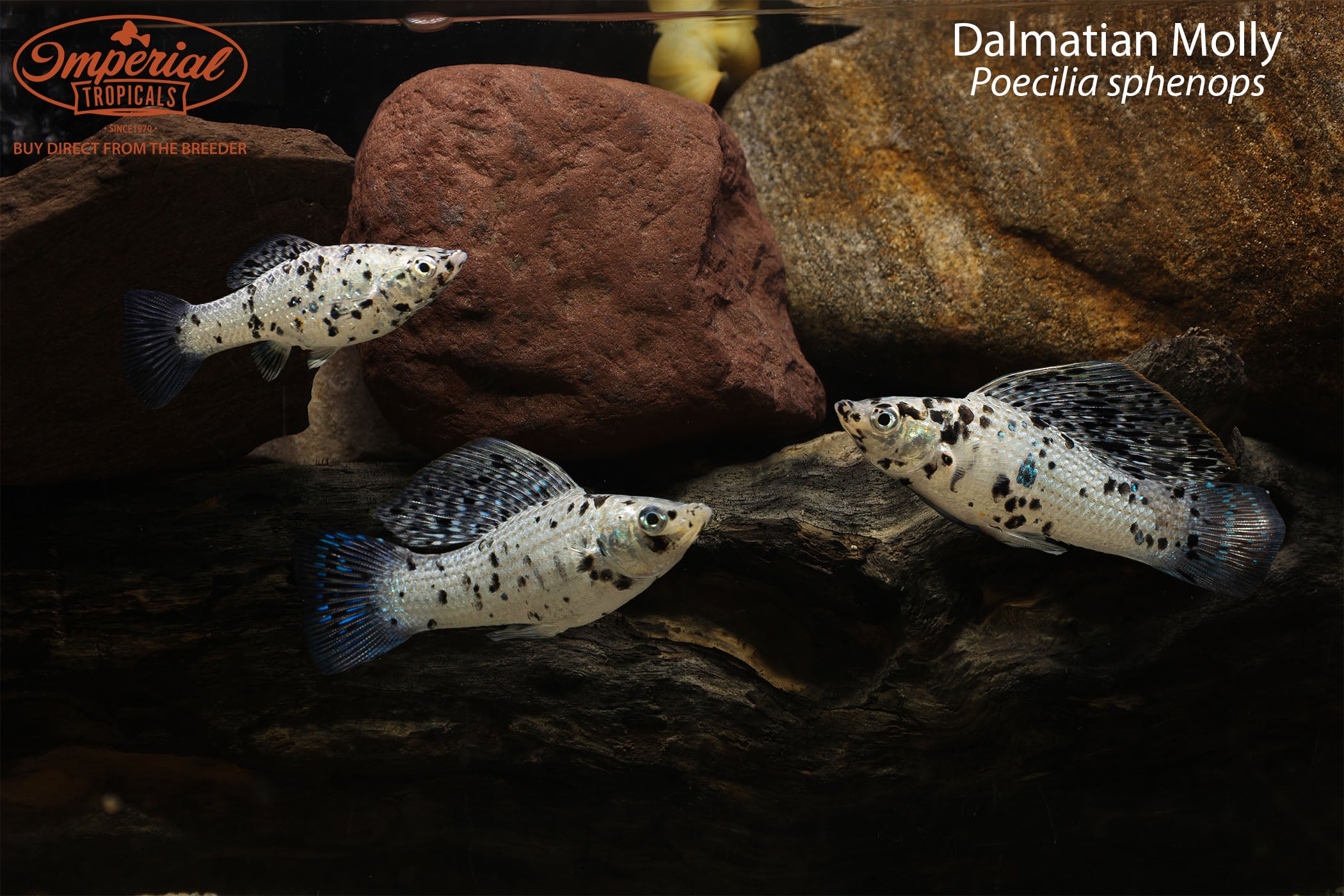 Dalmatian Molly - 1-2" Unsexed