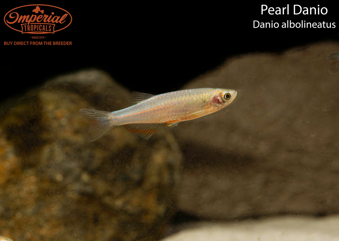 Pearl Danio