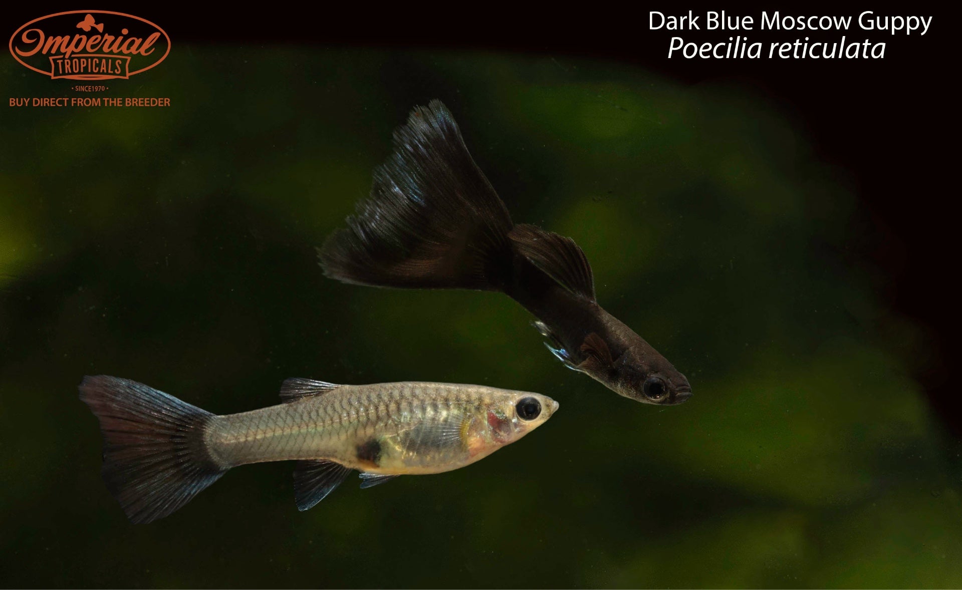 Dark Blue Moscow Guppy - 1-2" Male