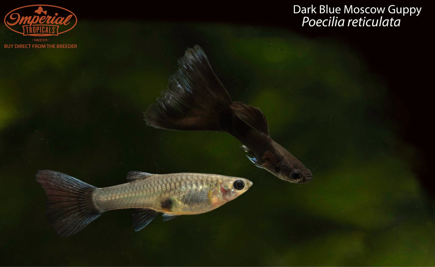 Dark Blue Moscow Guppy