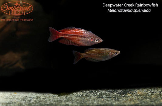 Deepwater Creek Rainbowfish