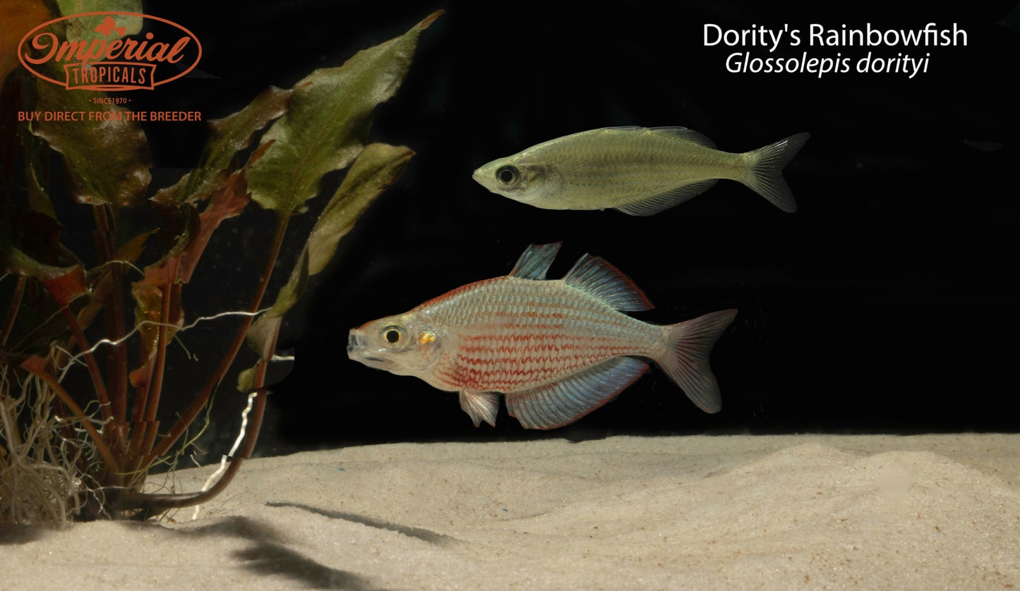 Dority's Rainbowfish