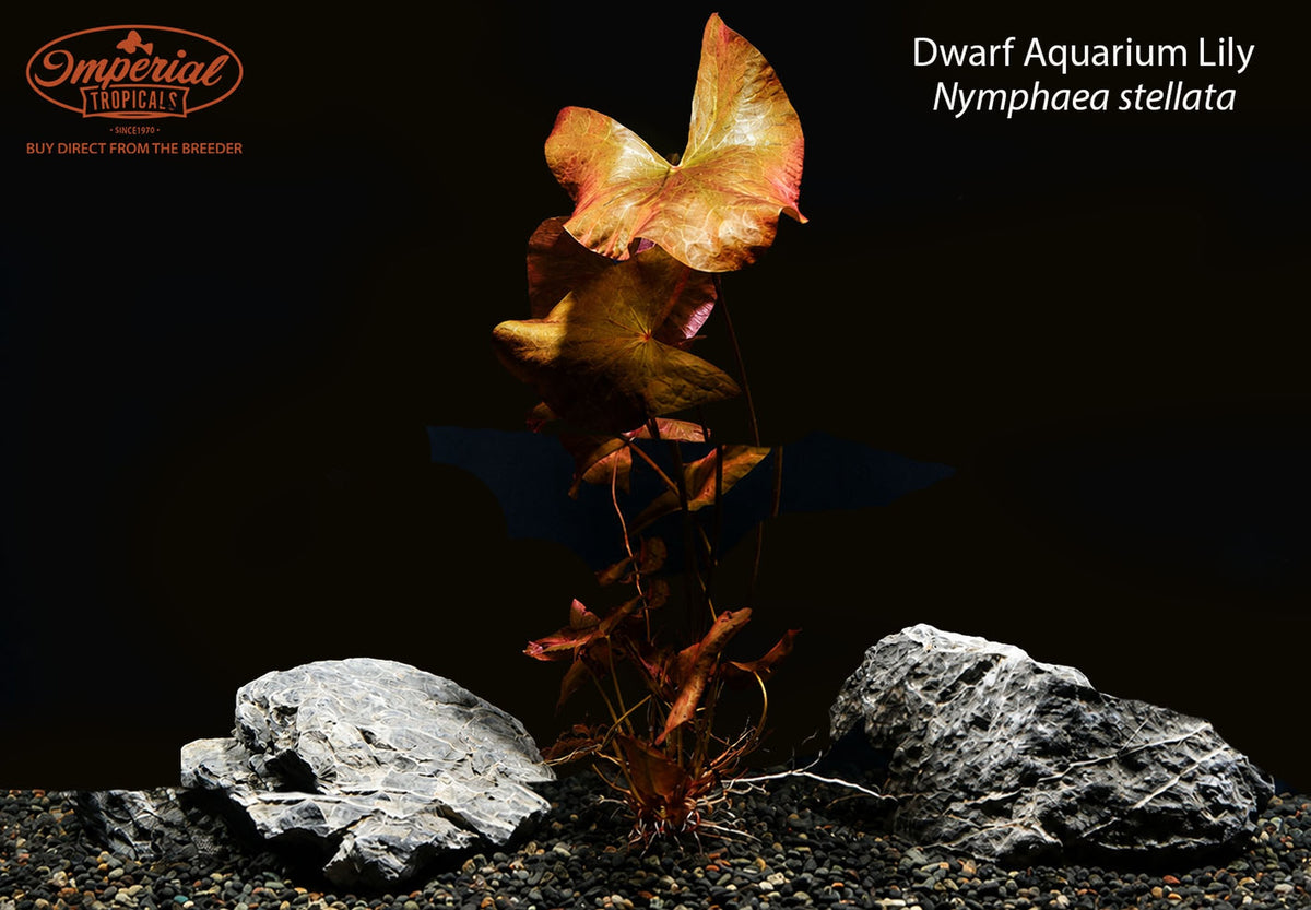 Dwarf Aquarium Lily