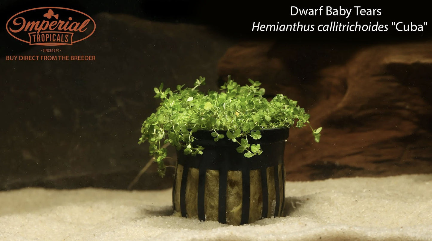 Dwarf Baby Tears