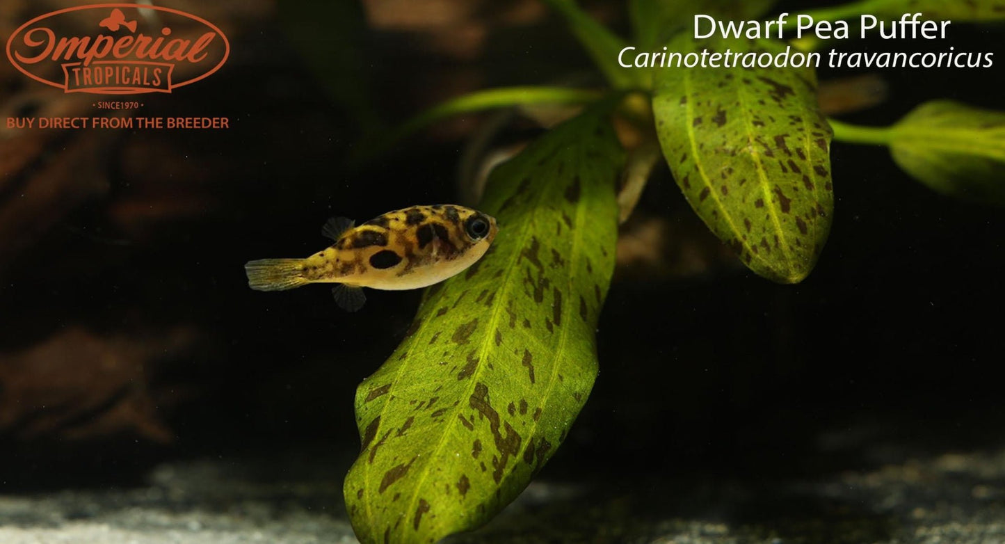 Dwarf Pea Puffer