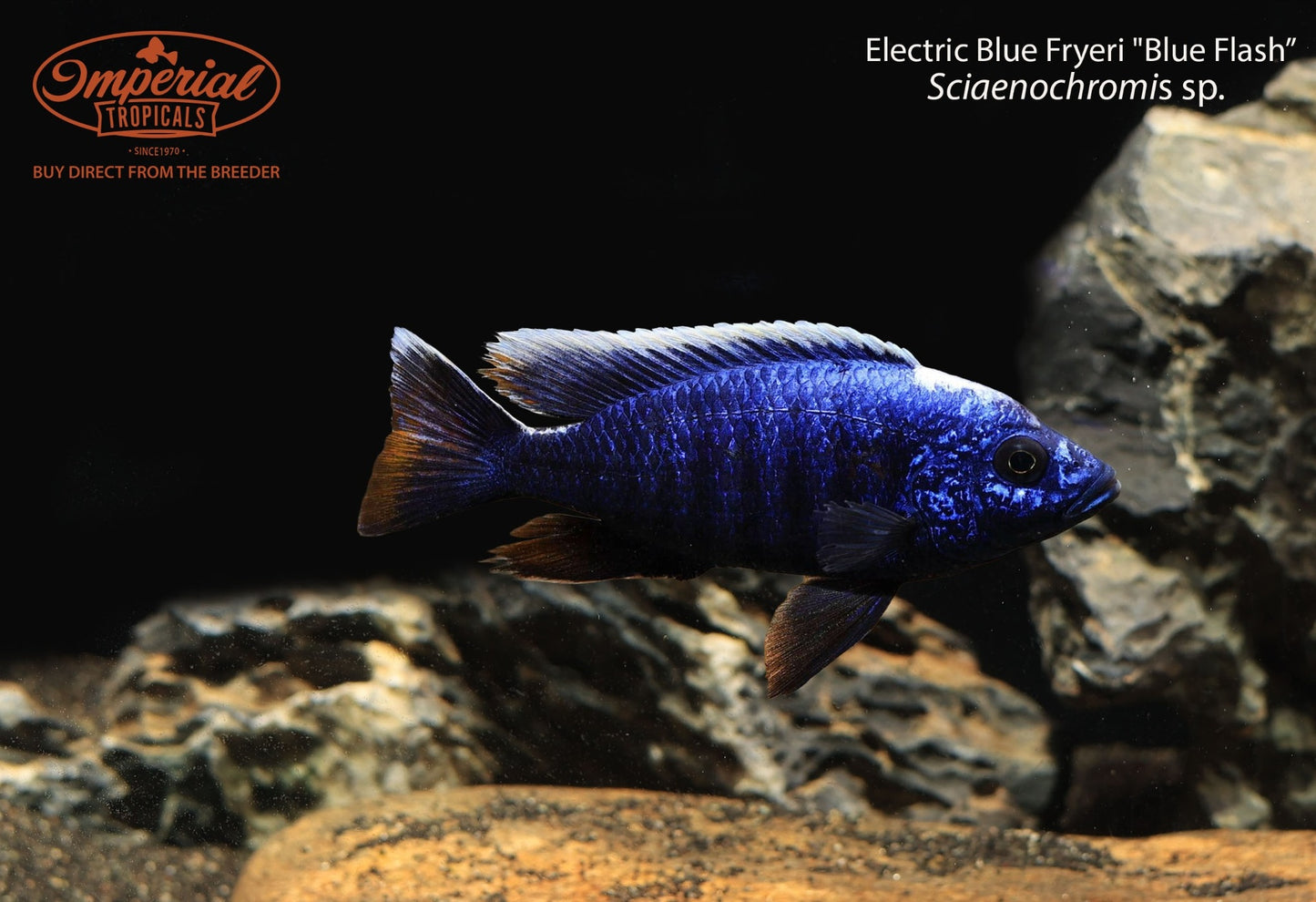 Blue Flash Hap (Sciaenochromis sp.)