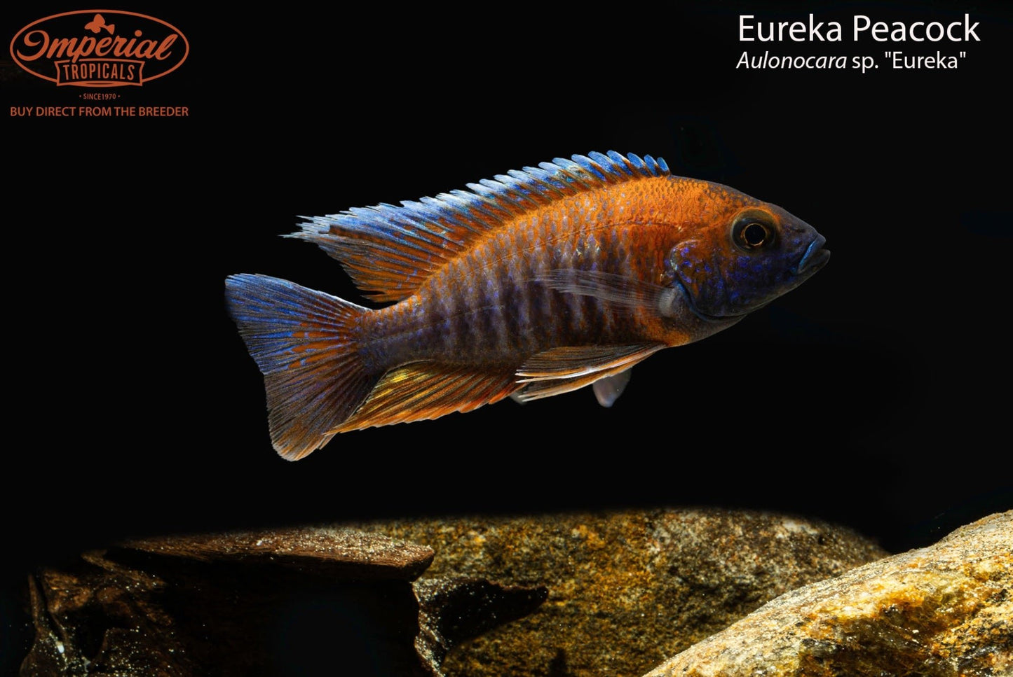 Eureka Peacock