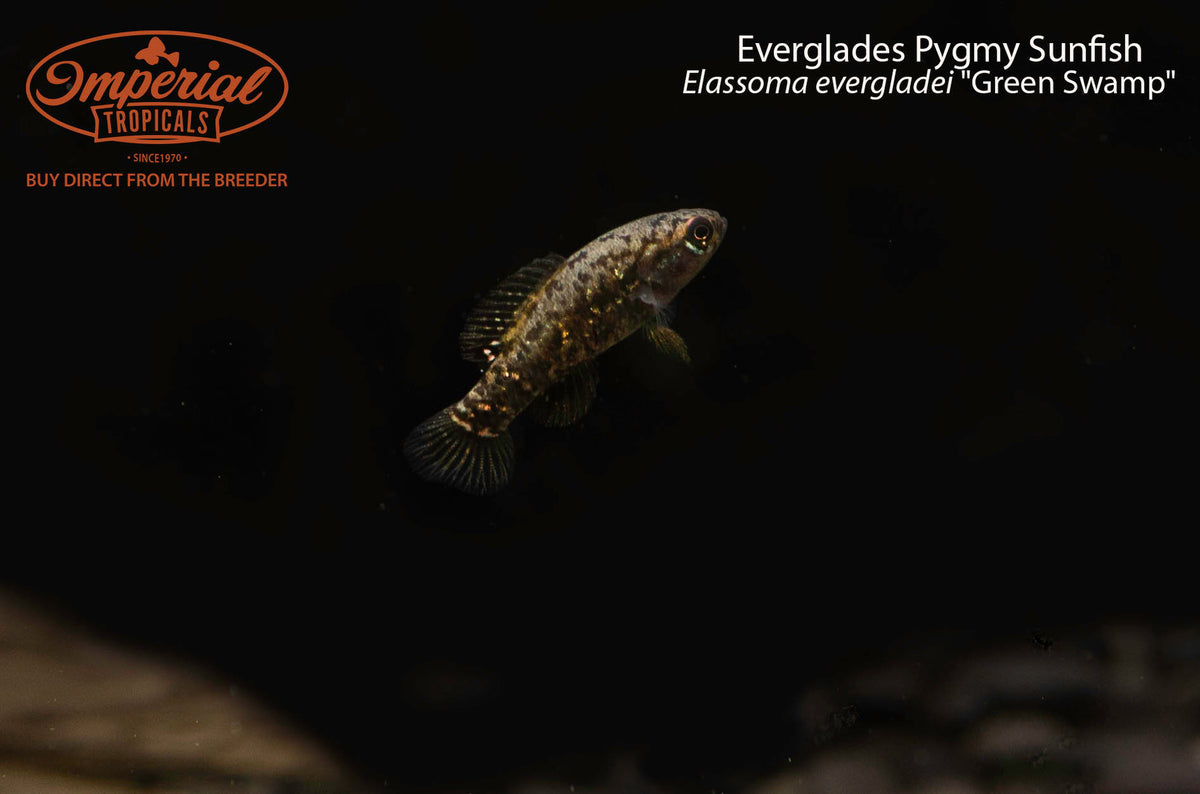 Everglades Pygmy Sunfish (Elassoma evergladei "Green Swamp")