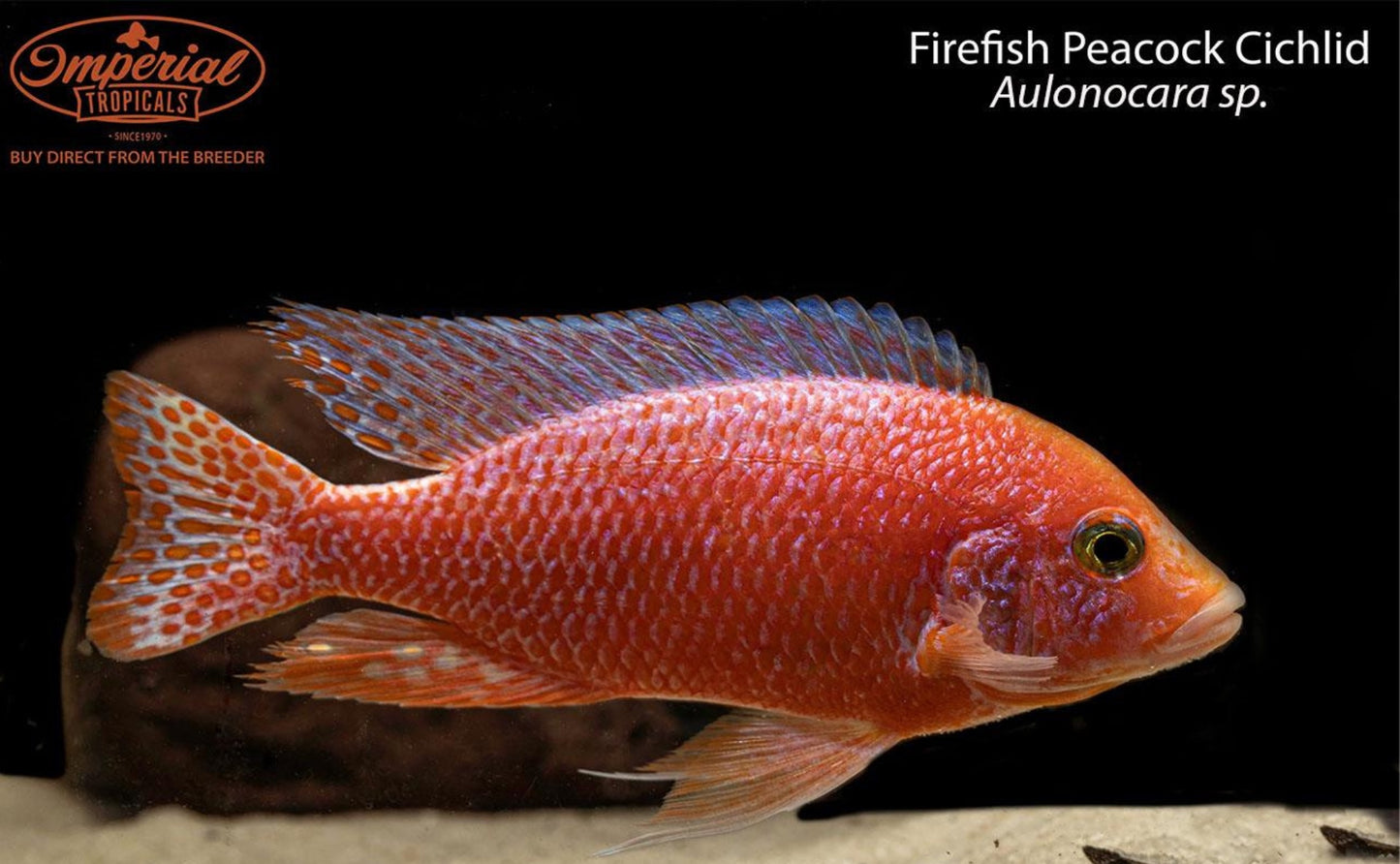 Firefish Peacock