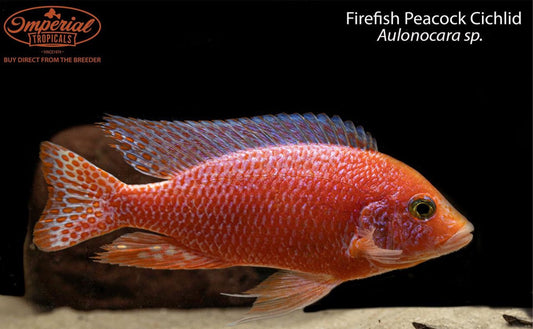 Firefish Peacock