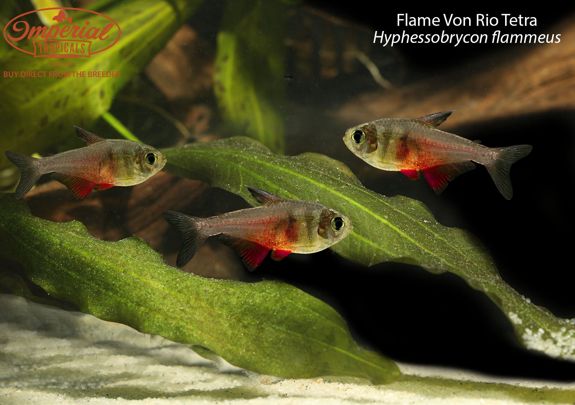 Flame Von Rio Tetra