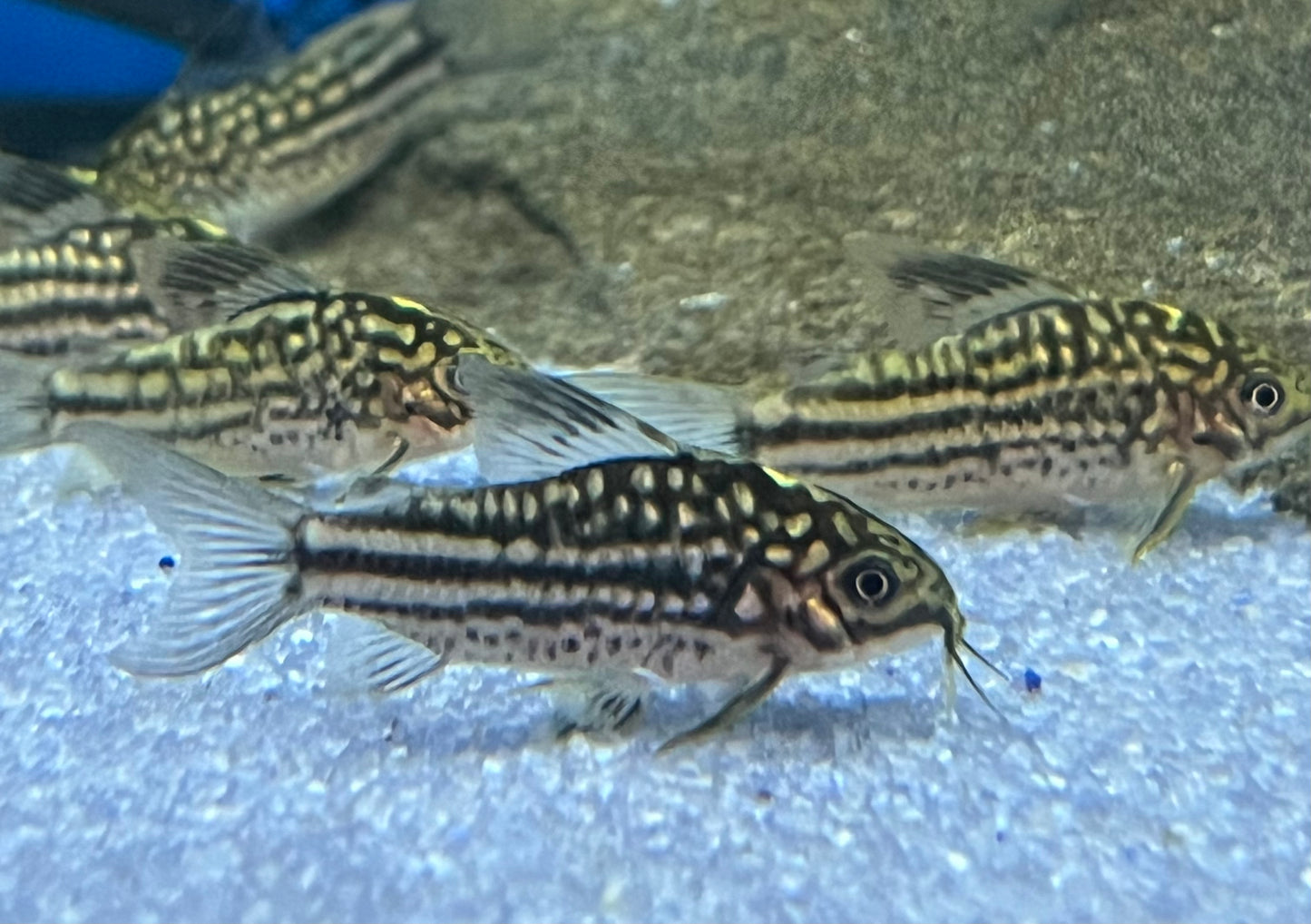 San Juan Gastrodermus