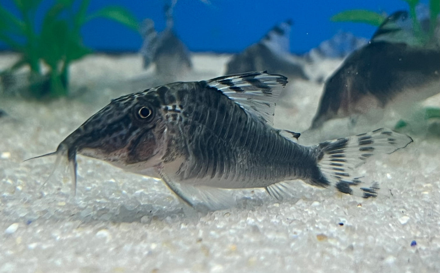 Peru Black Corydoras