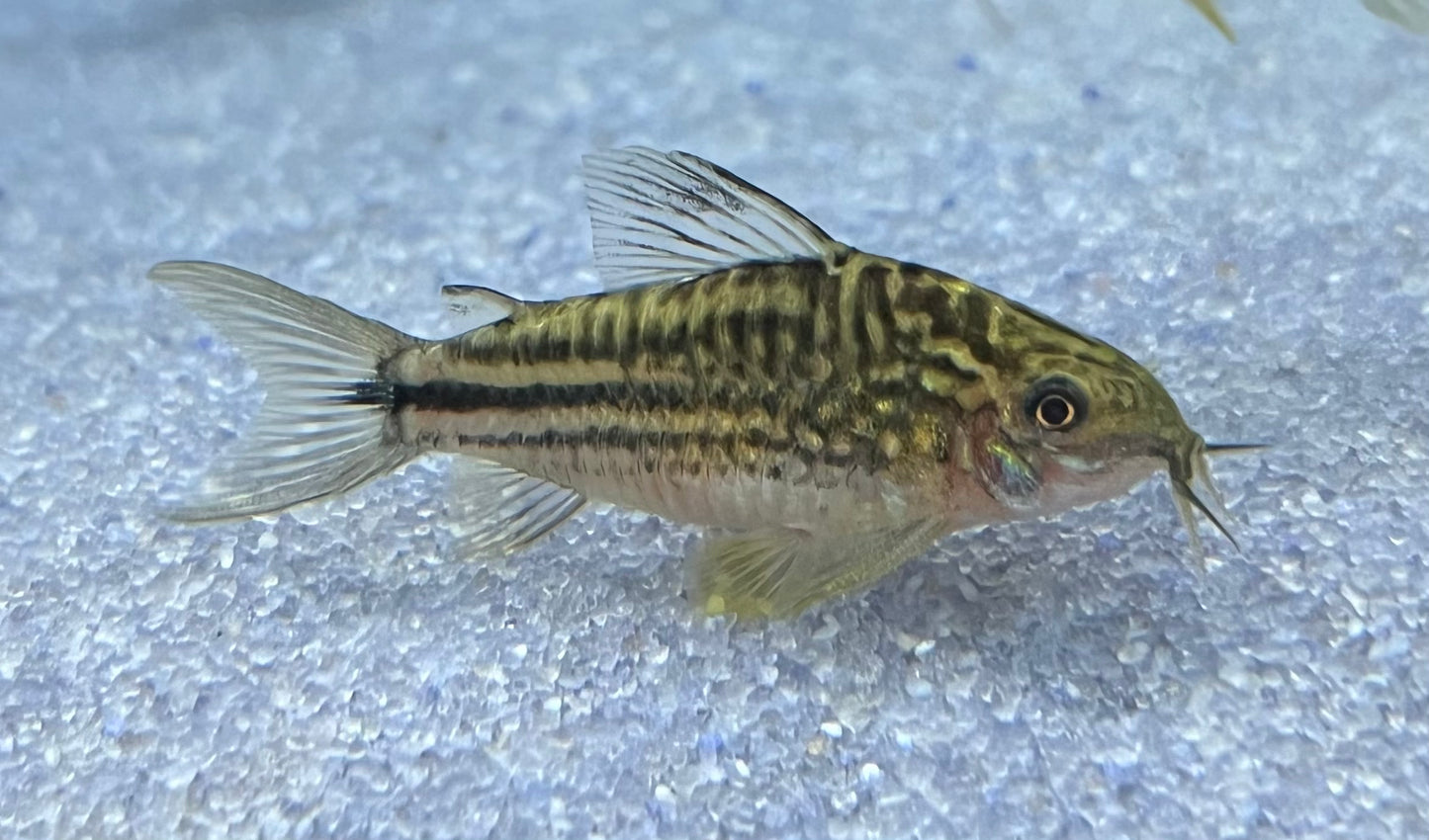 San Juan Gastrodermus