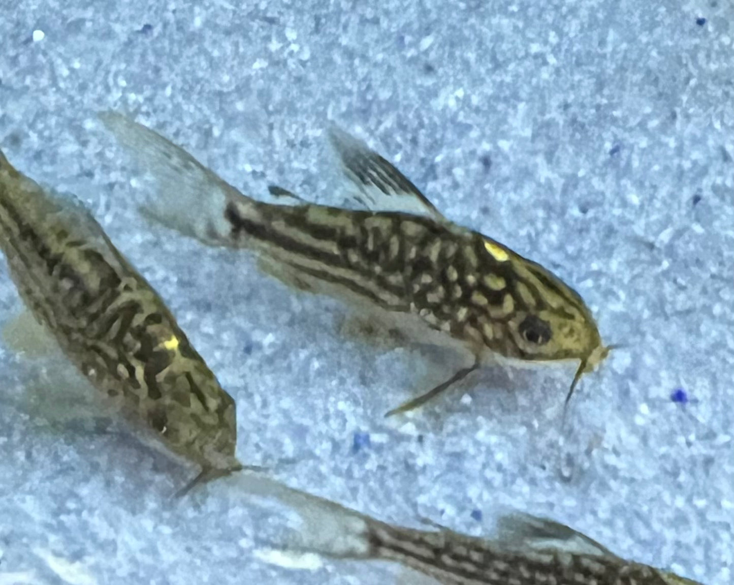 San Juan Gastrodermus