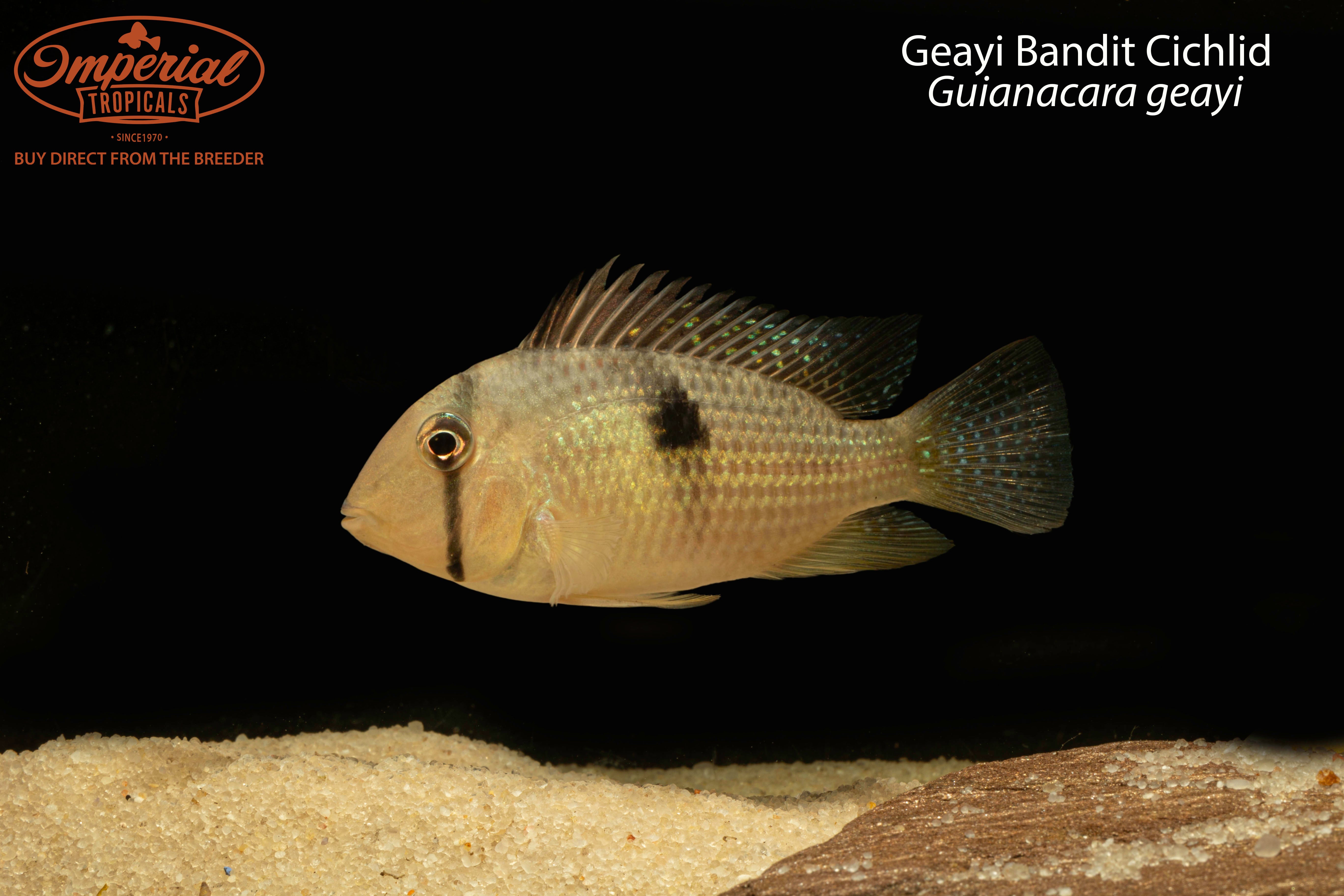 Geayi Bandit Cichlid - 1-2" Unsexed