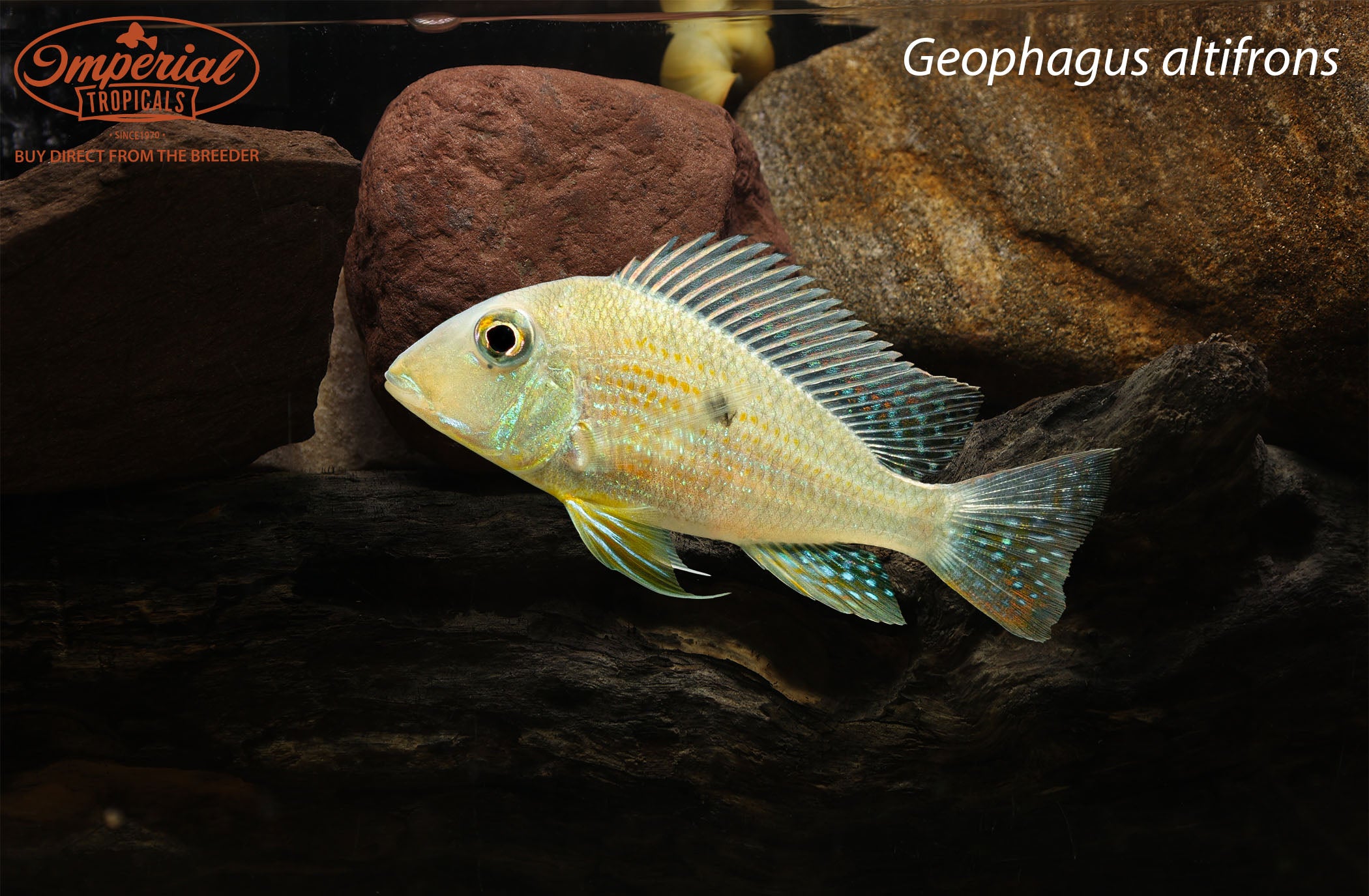 Geophagus Altifrons - 2-3" Unsexed