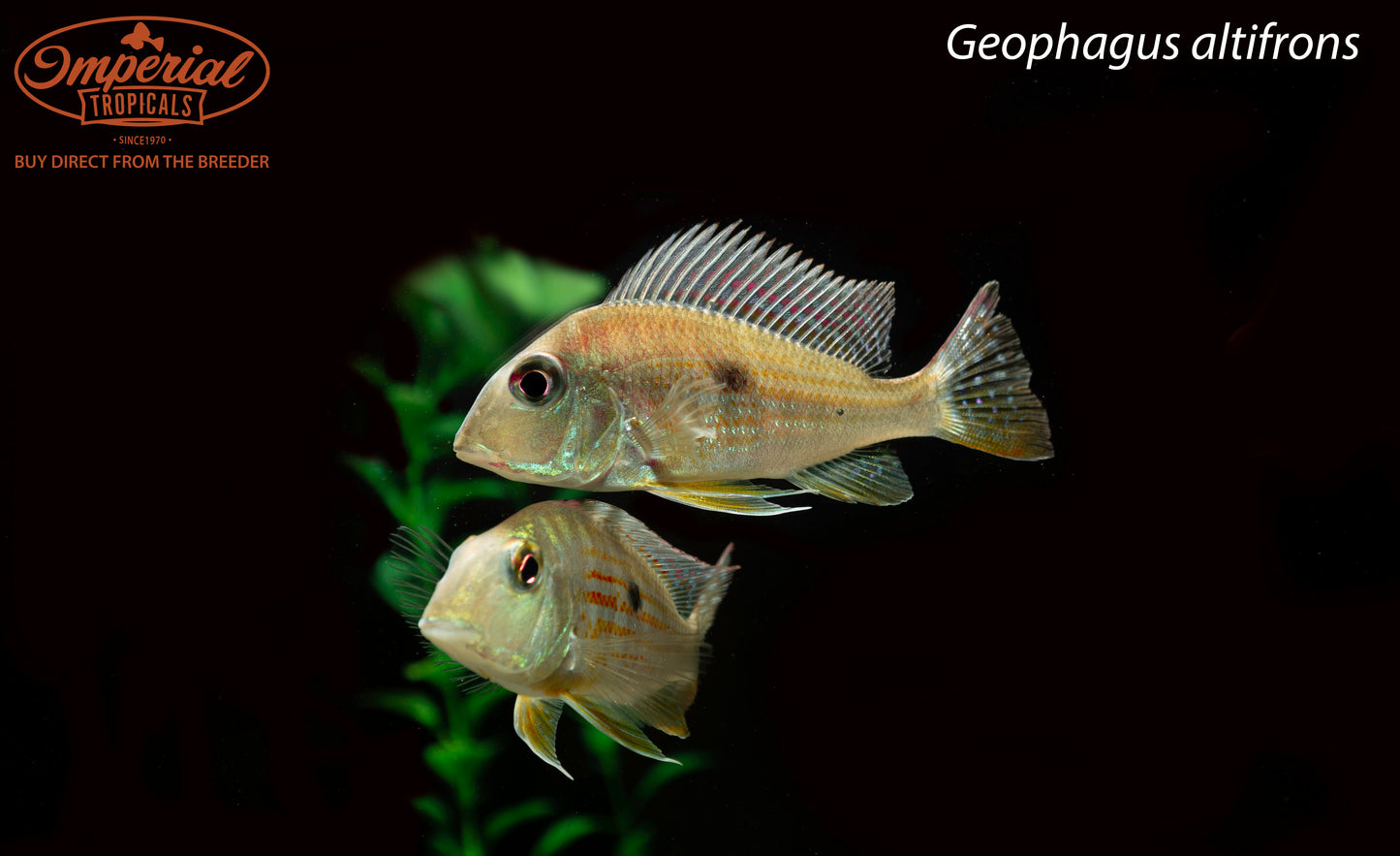 Geophagus Altifrons