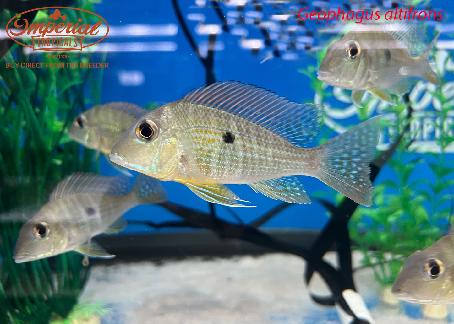 Geophagus Altifrons