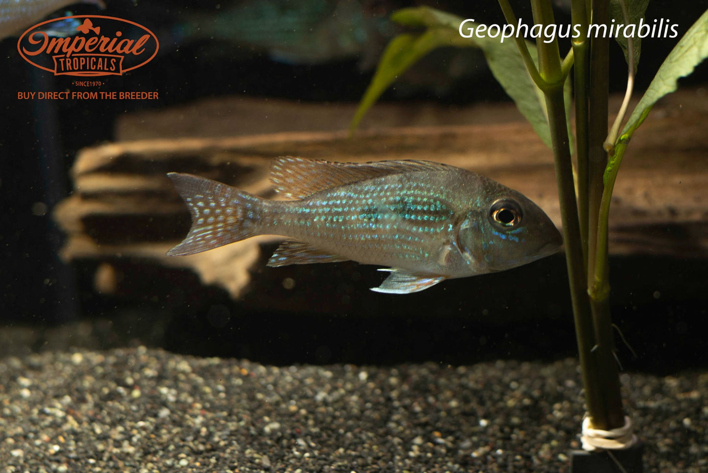 Geophagus mirabilis