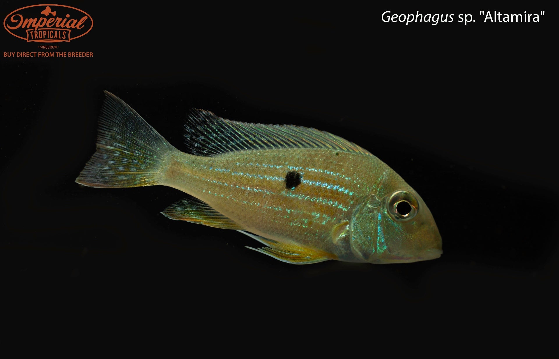 Geophagus sp. "Altamira" - 2-3" Unsexed Rio Xingu