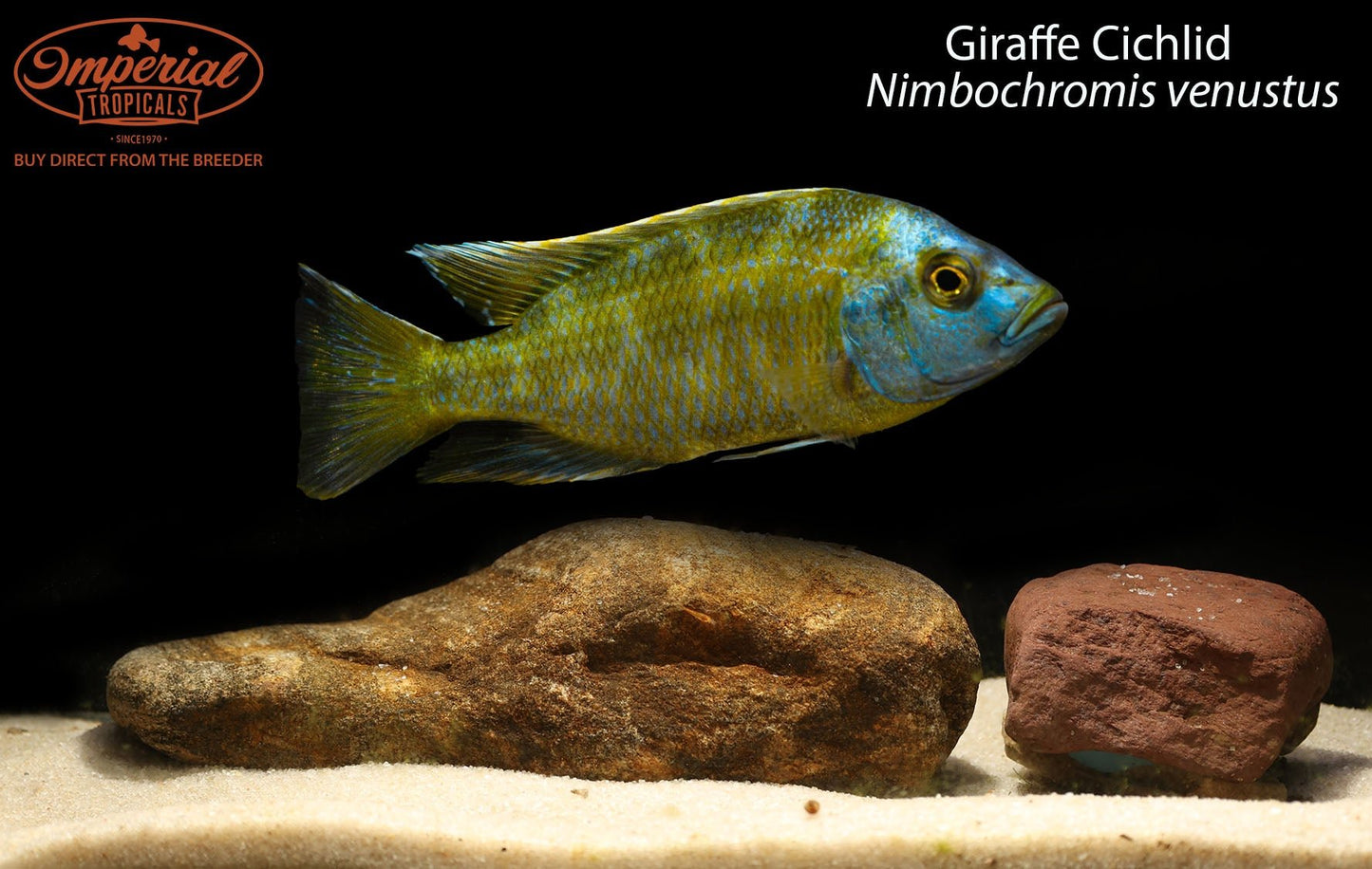 BOGO Giraffe Cichlid