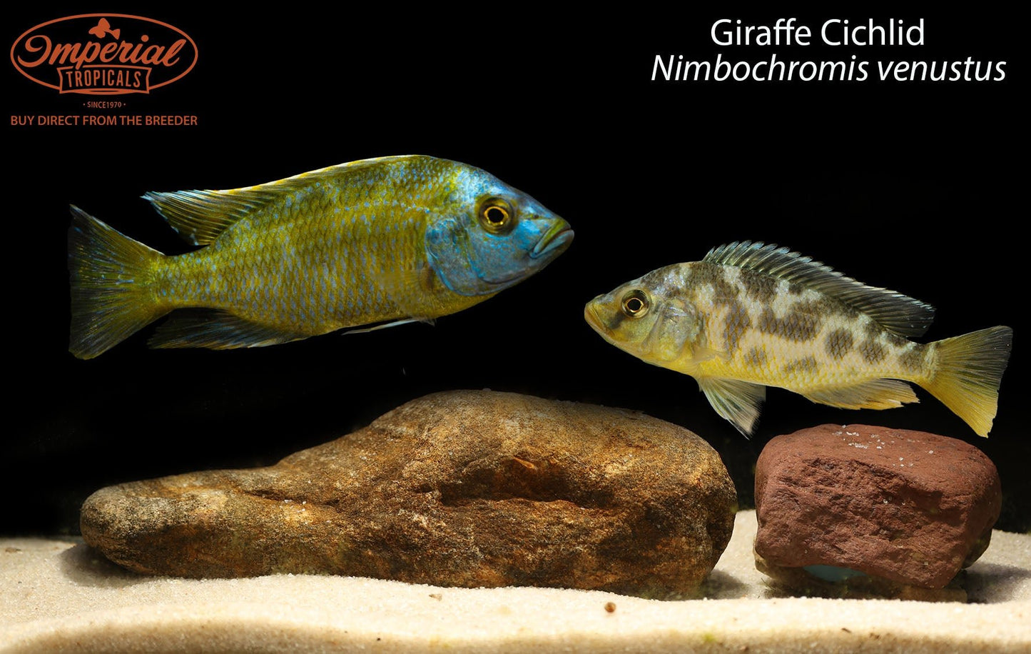 BOGO Giraffe Cichlid