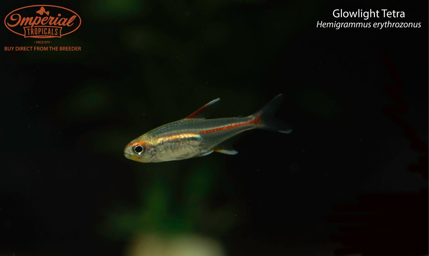 Glowlight Tetra