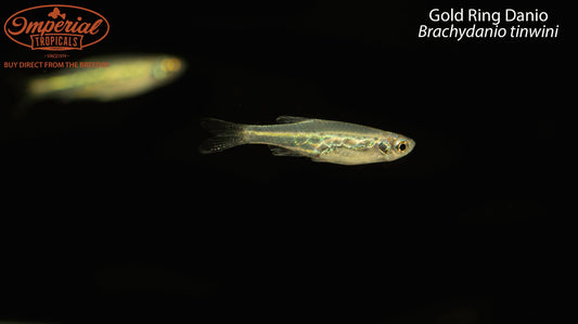 Gold Ring Danio
