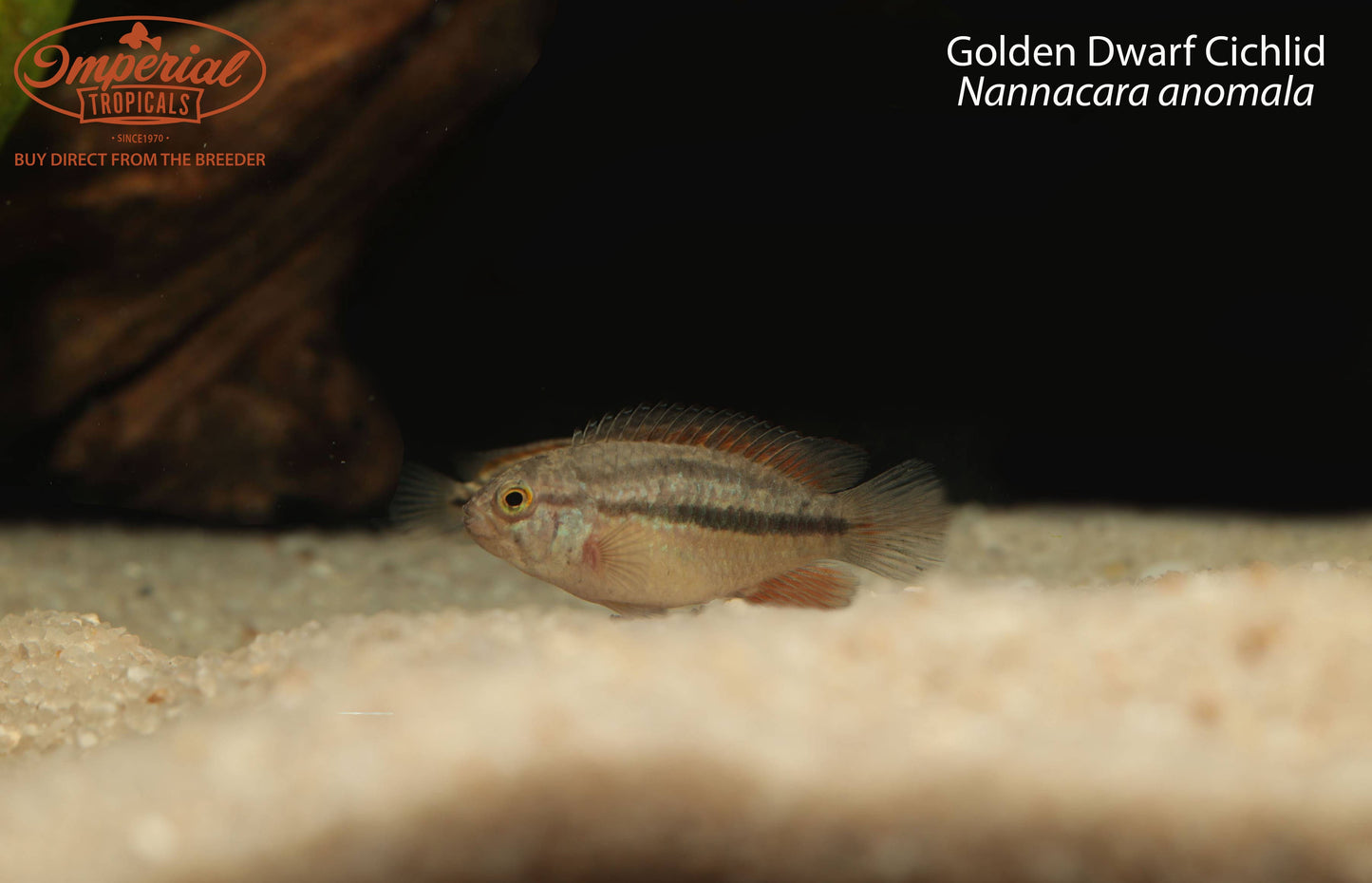 BOGO Golden Dwarf Cichlid